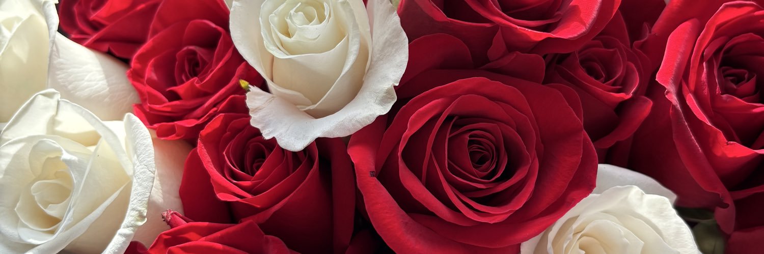 v_dlrosa's profile banner image