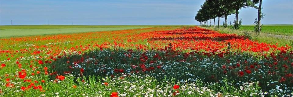 SorayaFallah's profile banner image