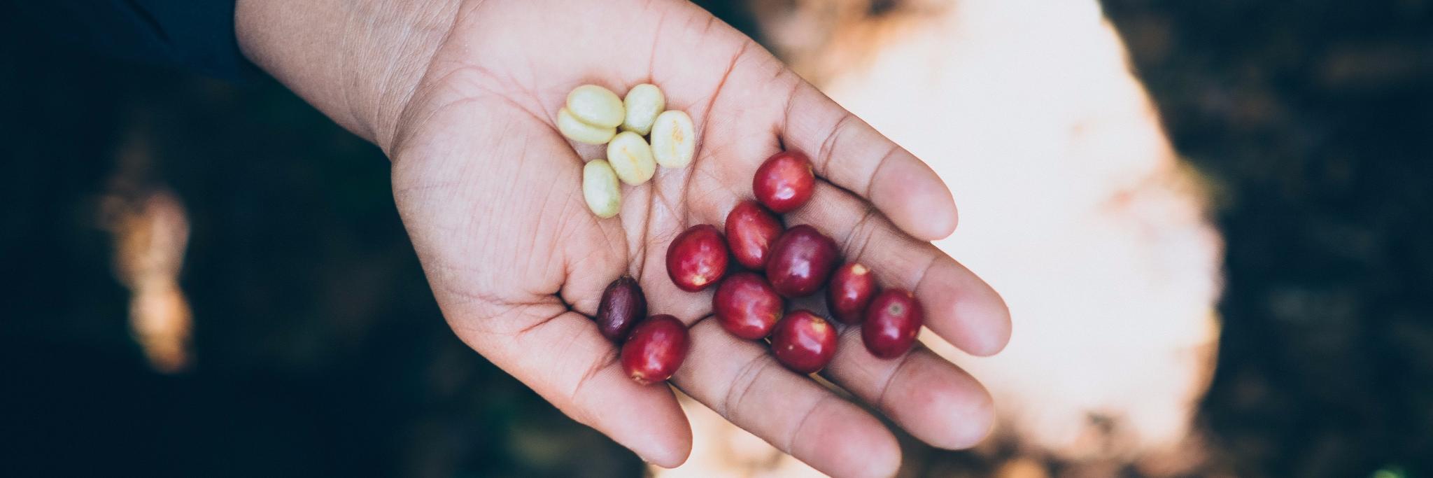 Three Tree Coffee Roasters banner