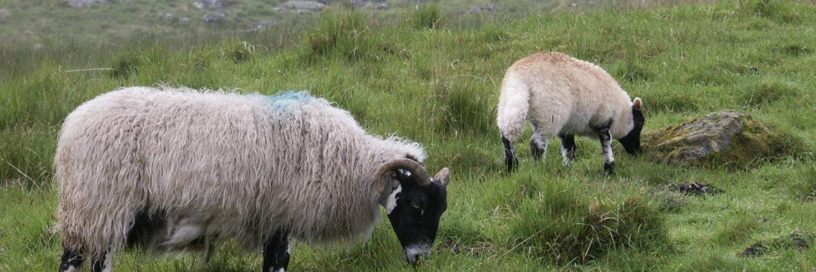 ES James Hutton banner