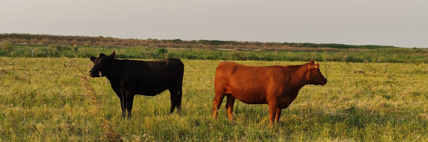 Santos Zuberbuhler banner