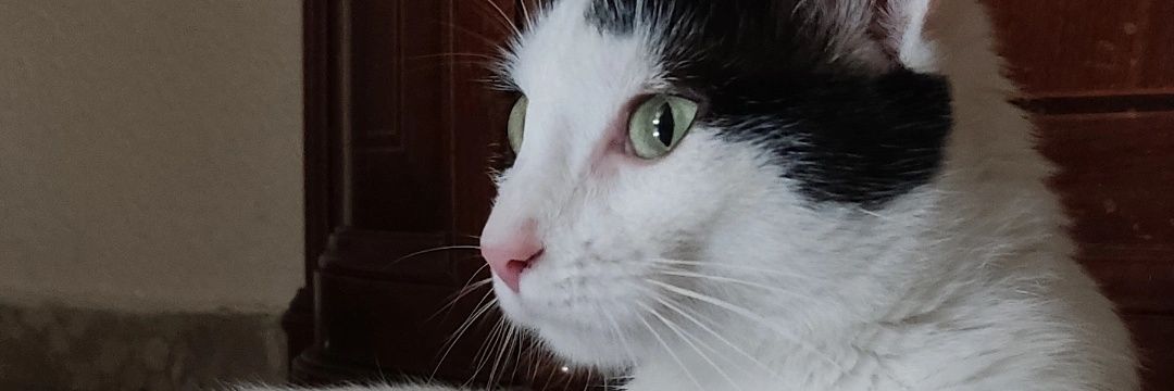 baconqueso98's profile banner image