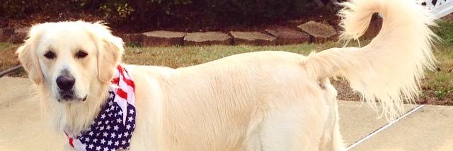 LexieS10's profile banner image