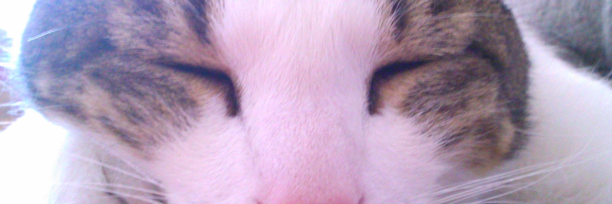 _akirina's profile banner image
