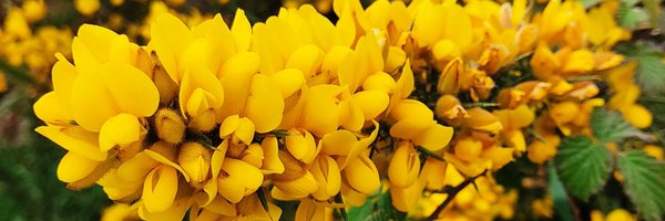 andr3inha Profile Banner