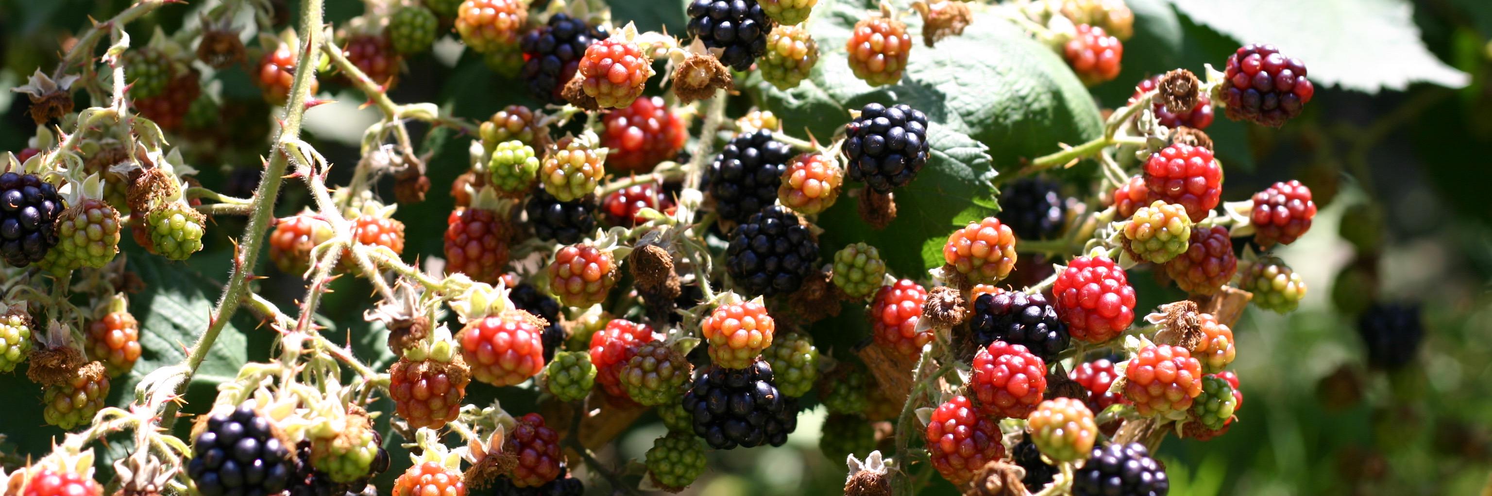 Nicolas Degen banner