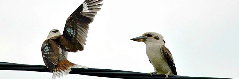 birdythings's profile banner image