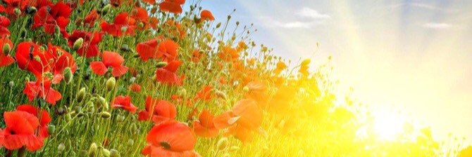 031Willems's profile banner image