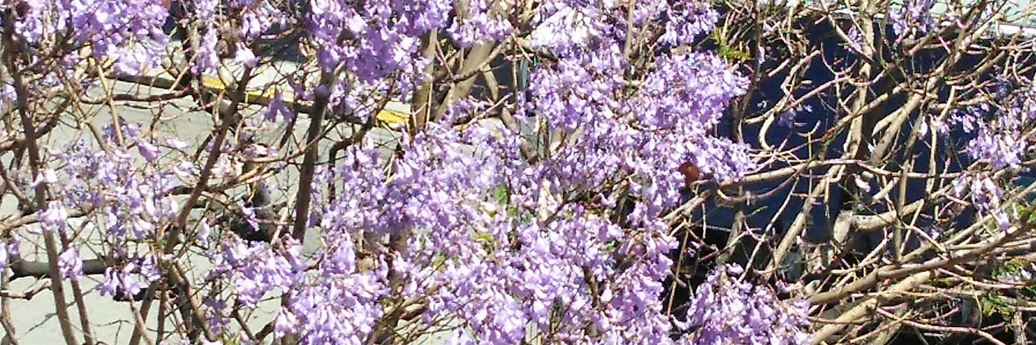 Gustavo Piñeiro banner