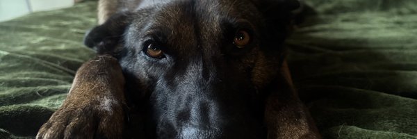 AustinWilde Profile Banner