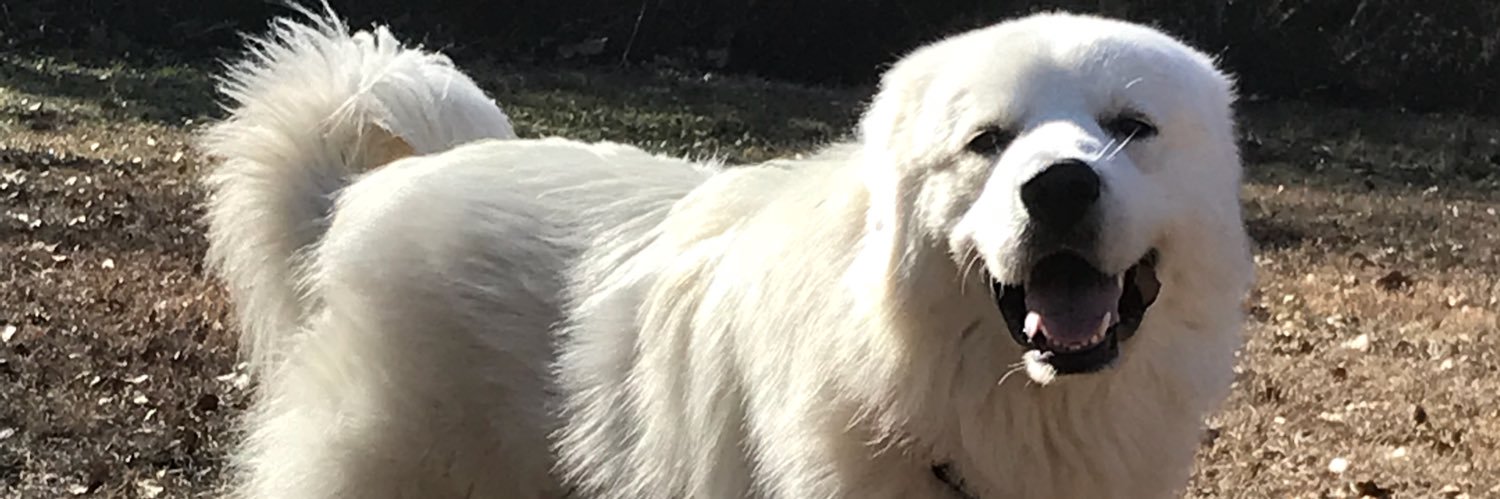 katieselph05's profile banner image