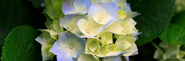 MonicaEstala Profile Banner