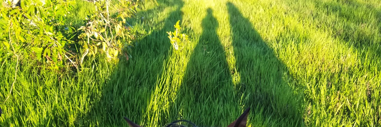 _laocotea_'s profile banner image