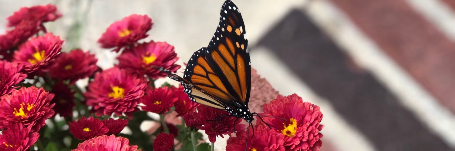 Maryanne Boehm banner