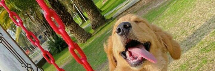 gesil22's profile banner image