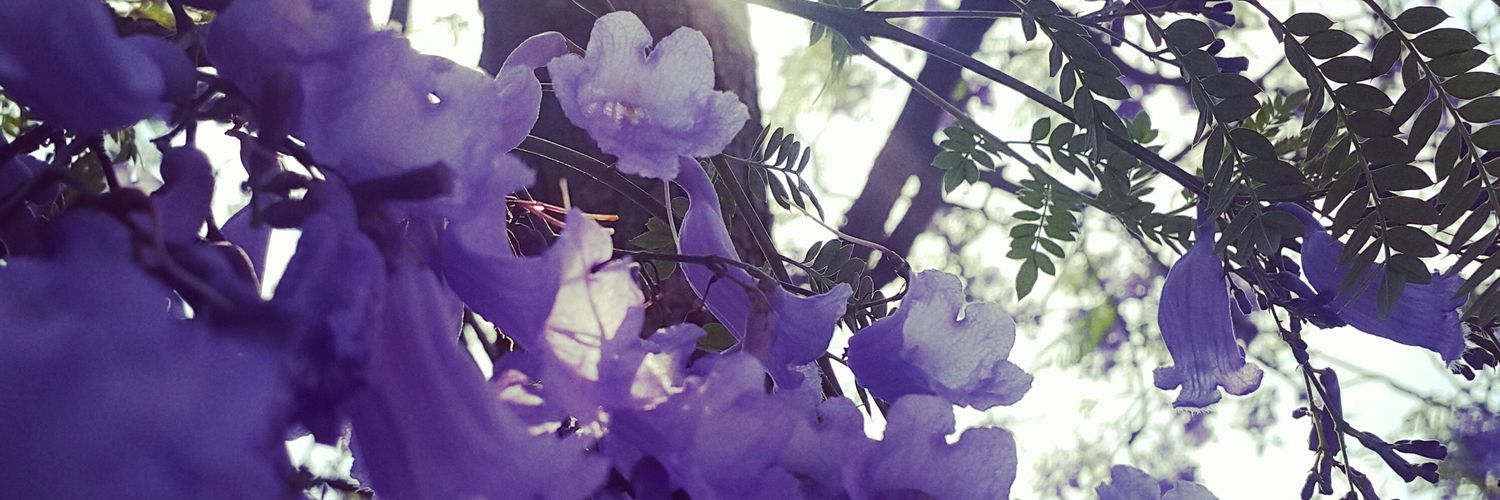 Denys Jacome ☆ banner