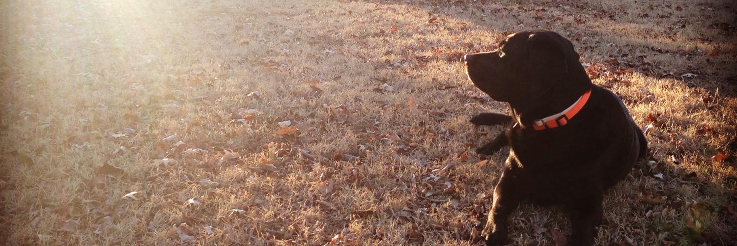 Bri_Orkwis's profile banner image