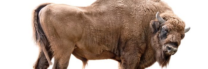 MrMooPoV's profile banner image