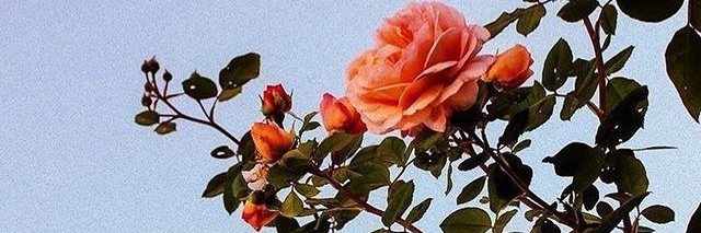 anmss_'s profile banner image