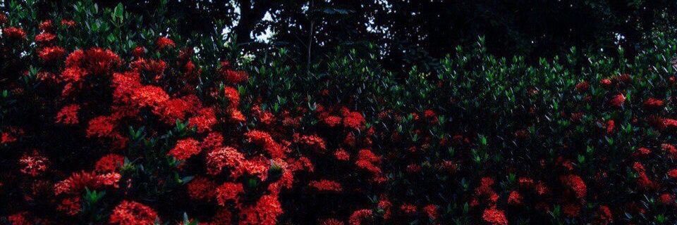 ruba335's profile banner image