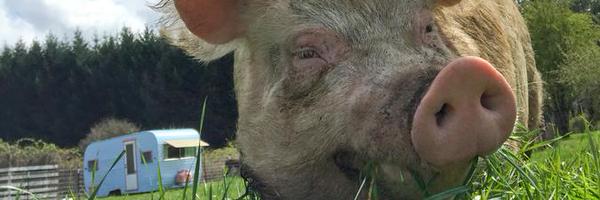 vegan Profile Banner