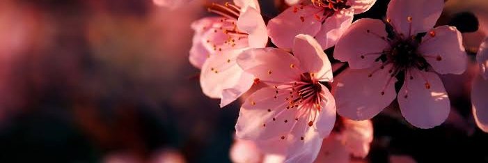 febedebora88's profile banner image