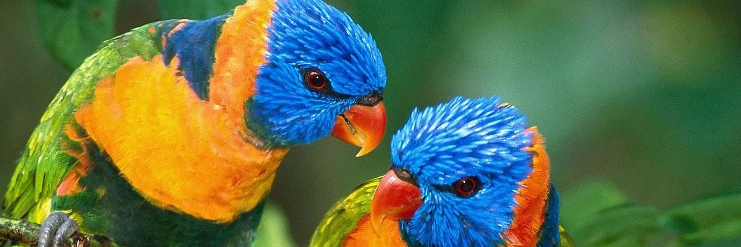 ReadingParrot's profile banner image