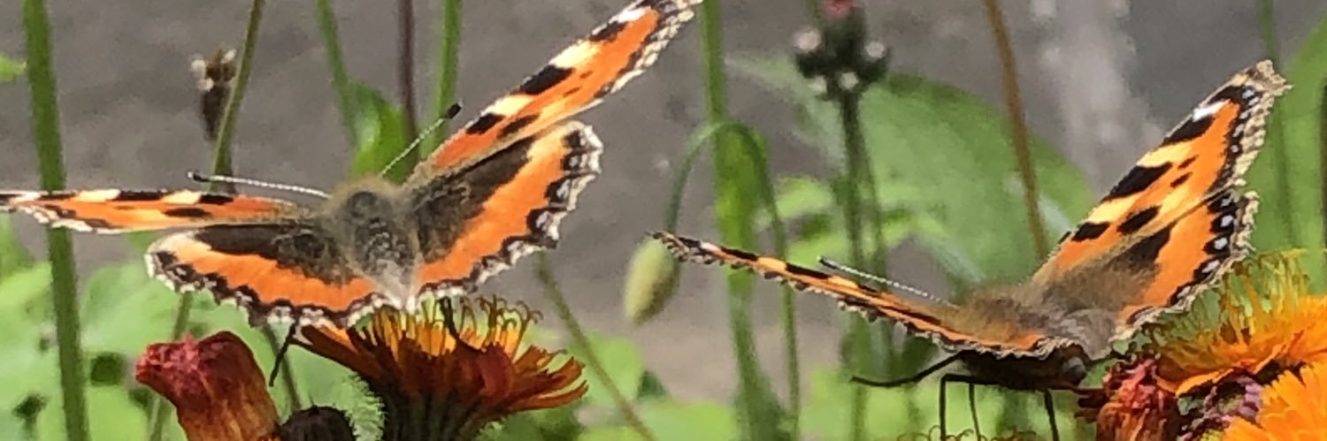 Leanne Hicklin banner