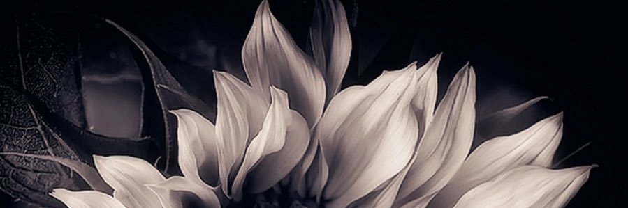 jenzivanovic's profile banner image