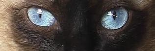 NeneTuya's profile banner image