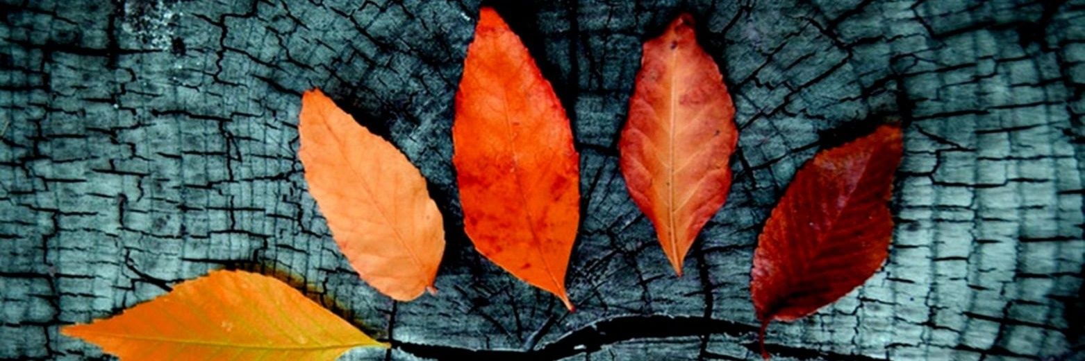 shel925's profile banner image