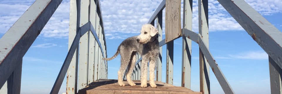 BrambleBeddie's profile banner image