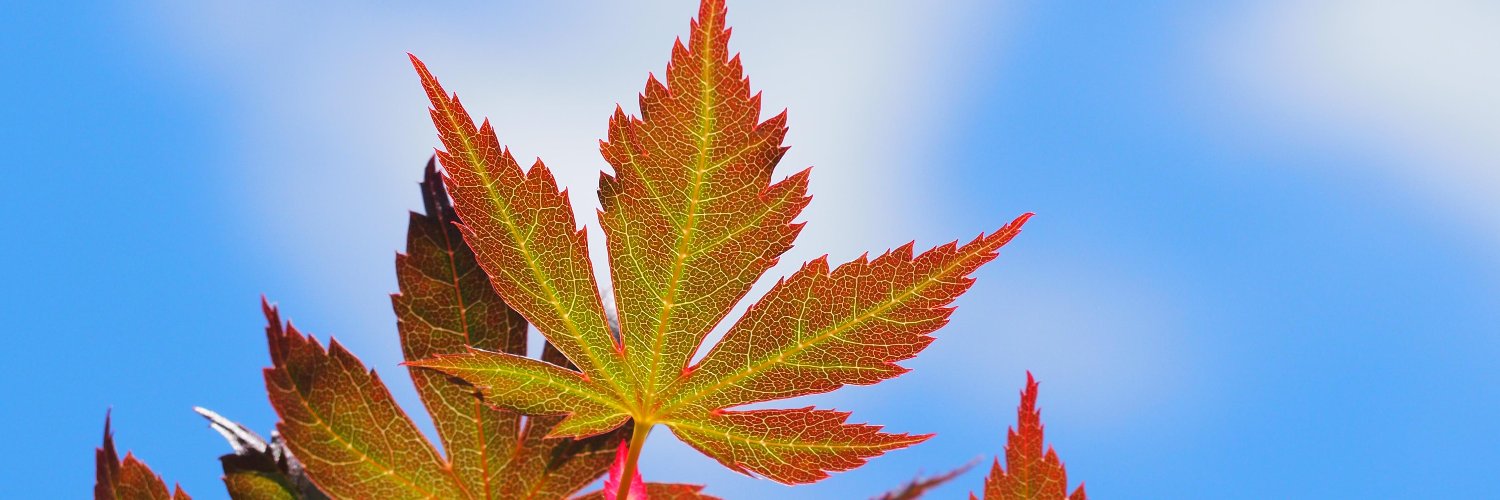 Timotheus J. Bunstonious banner