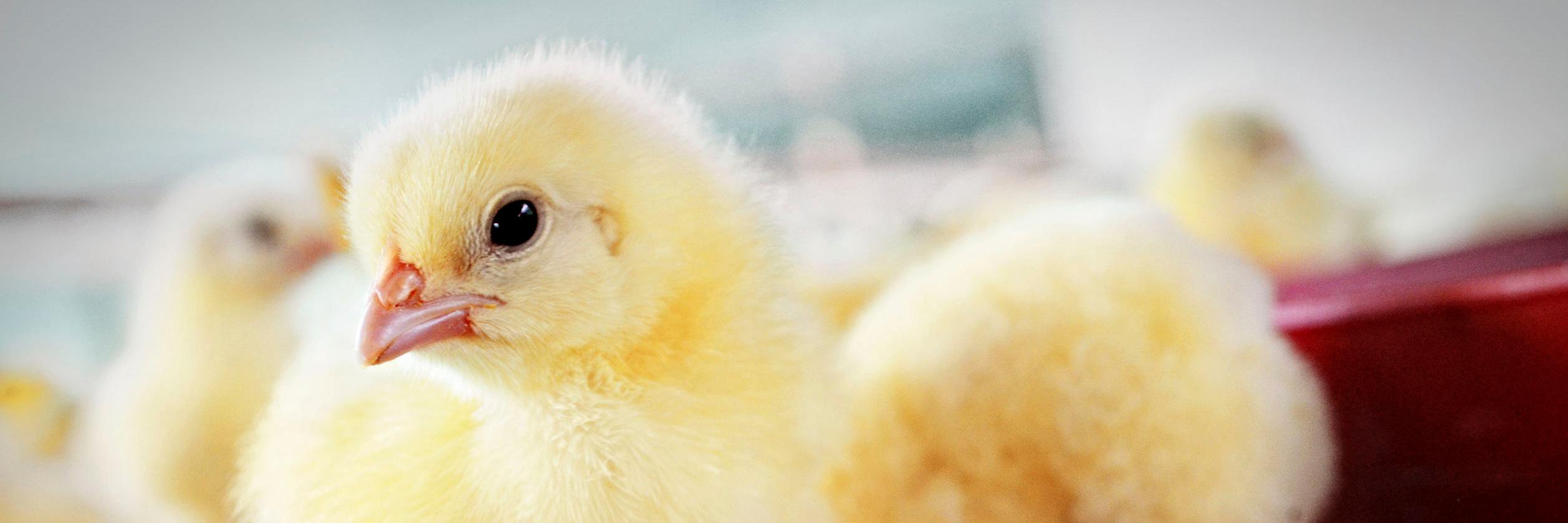 DutchPoultryCentre banner
