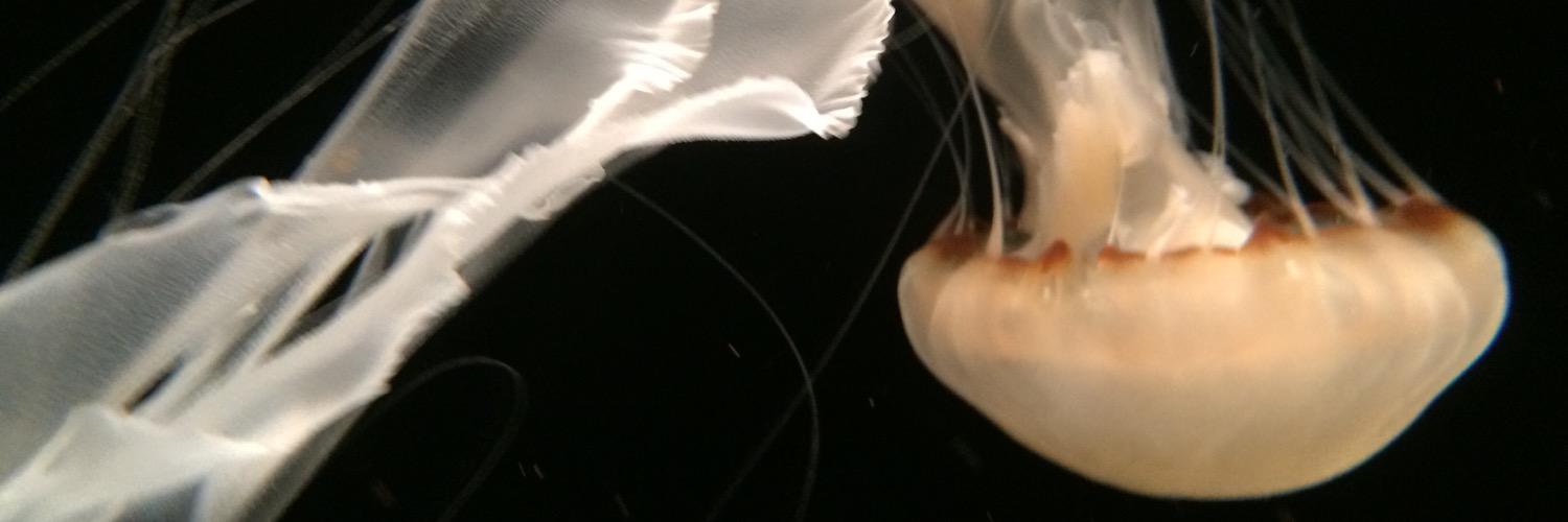 mrsstatico's profile banner image