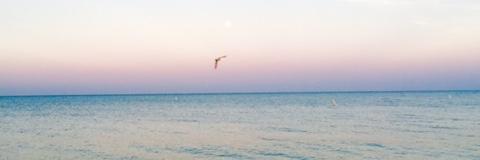 RaySandelli's profile banner image