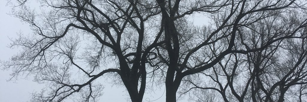MellisCalx's profile banner image