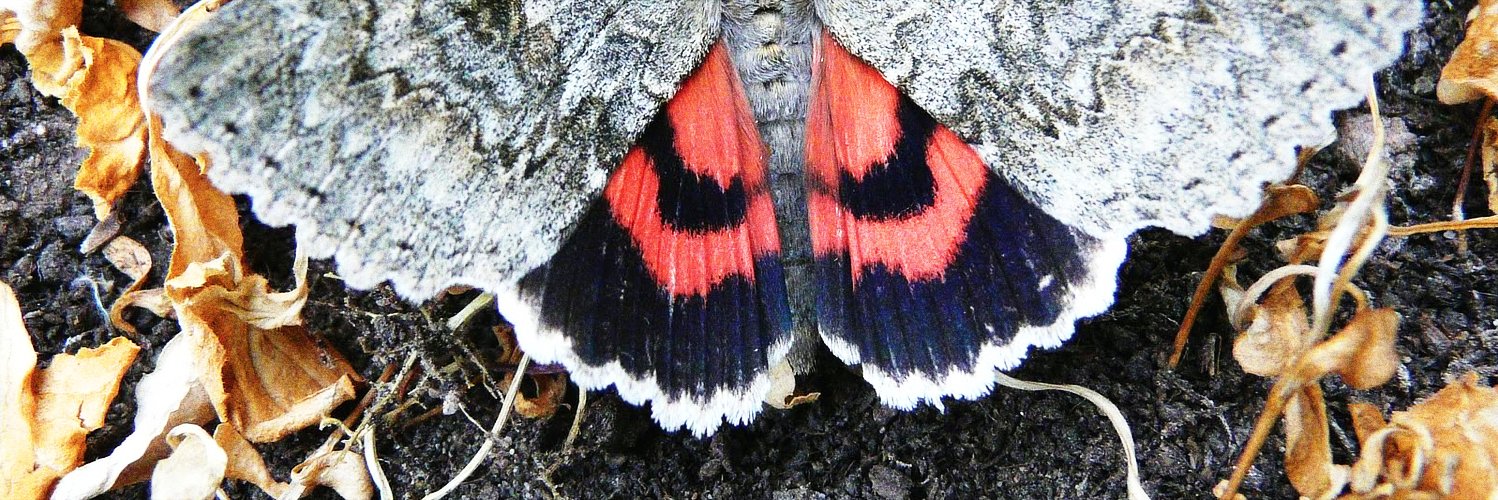 redunderwing's profile banner image