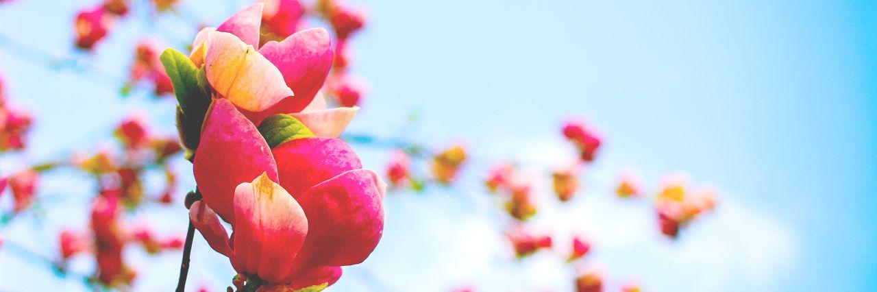 HengeveldLydia's profile banner image
