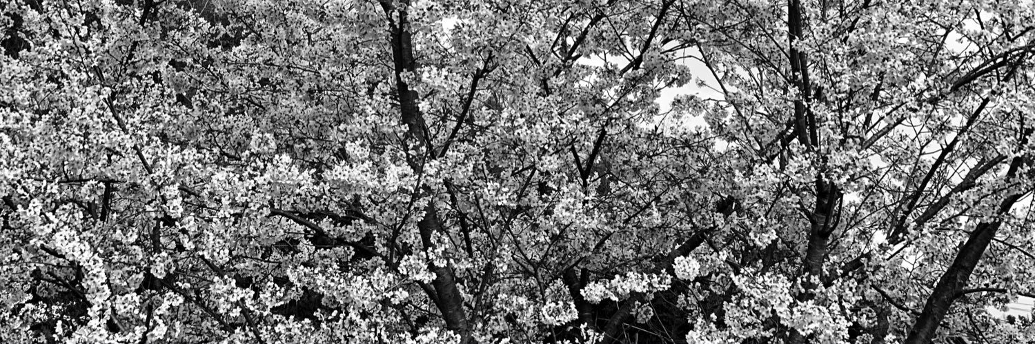 ryu_990929's profile banner image