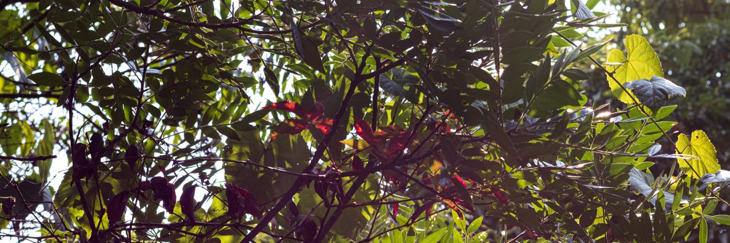 Bella banner
