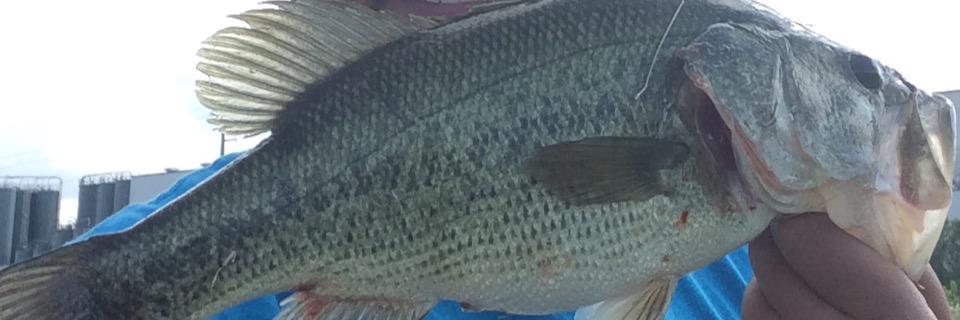 Thats A Biggin banner