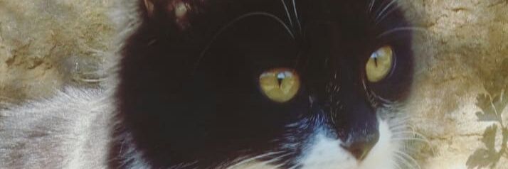 M00nligth's profile banner image