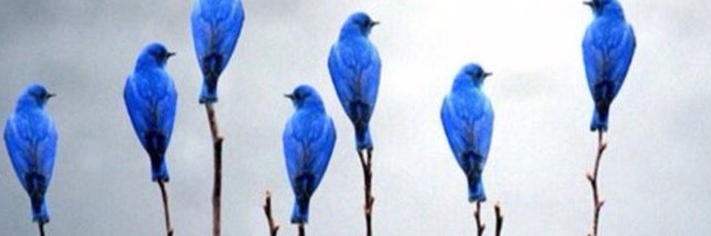 op_ezoo's profile banner image