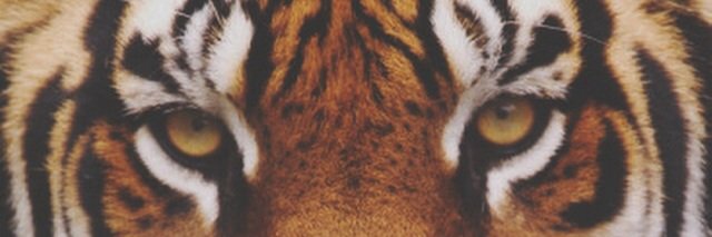 SheFreesHerMind's profile banner image