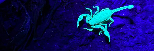 jacobgorneau Profile Banner