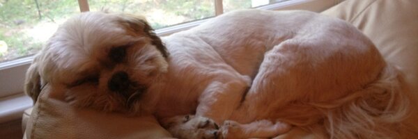FullOfShihTzu Profile Banner
