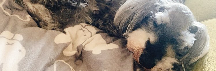 tingstarmoon's profile banner image