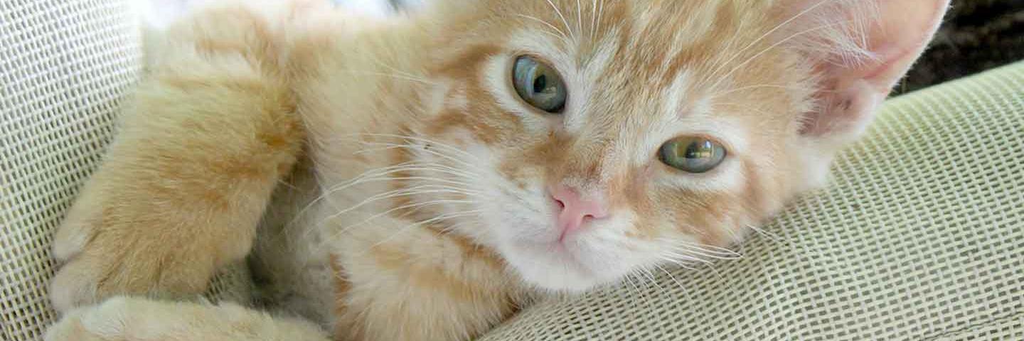 catasticproduct's profile banner image