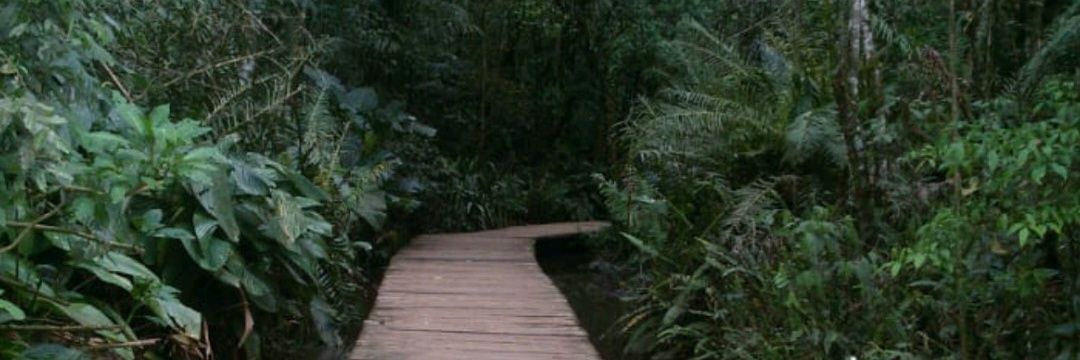 NCamerun's profile banner image
